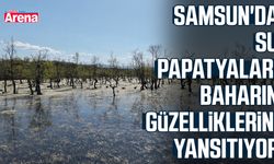 Samsun'da su papatyaları baharın güzelliklerini yansıtıyor