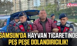 Samsun'da hayvan ticaretinde dolandırıcılık!