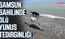 Samsun sahilinde ölü yunus tedirginliği