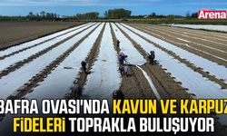 Bafra Ovası’nda kavun ve karpuz sezonu başladı