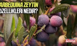 Arbequina zeytin özellikleri nedir?
