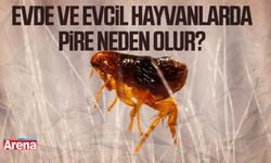 Evde ve evcil hayvanlarda pire neden olur?
