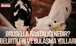 Brusella hastalığı nedir? Belirtileri ve bulaşma yolları