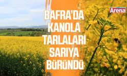 Bafra’da kanola tarlaları sarıya büründü
