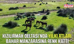 Kızılırmak Deltası'nın zenginliği: Yılkı atları