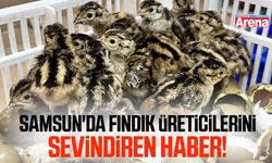 Samsun'da fındık üreticilerini sevindiren haber!
