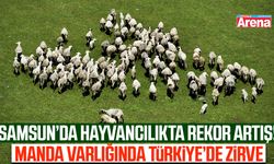 Samsun'da hayvancılıkta büyük artış!
