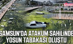 Samsun'da Atakum sahilinde yosun tabakası!