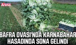 Bafra Ovası'nda karnabahar hasadında sona gelindi