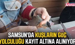Samsun'da kuşların göç yolculuğu kayıt altına alınıyor