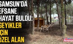 Samsun'da geyik yaşam alanı oluşturuldu