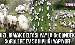 Kızılırmak Deltası yayla göçü mesaisi