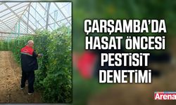 Çarşamba’da hasat öncesi pestisit denetimi