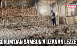 Çorum’dan Samsun’a uzanan lezzet