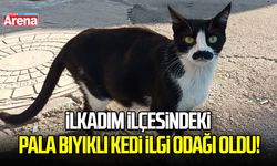 İlkadım İlçesindeki pala bıyıklı kedi ilgi odağı oldu