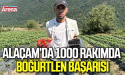 Alaçam’da 1000 rakımda böğürtlen başarısı