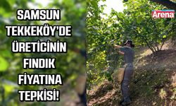 Samsun Tekkeköy'de üreticinin  fındık fiyatlarına tepkisi