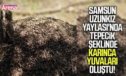 Samsun Uzunkız Yaylası'nda tepecik şeklinde karınca yuvaları oluştu