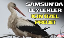Samsun’da leylekler için özel proje