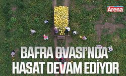 Bafra Ovasında hasat devam ediyor