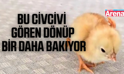 Dört ayaklı civciv görenleri şaşırttı