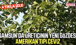 Samsun’da üreticinin yeni gözdesi amerikan tipi ceviz