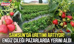 Samsun'da üretimi artıyor! Engiz çileği pazarlarda yerini aldı