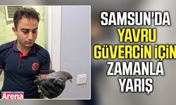 Samsun'da yavru güvercin için zamanla yarış