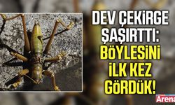 Dev çekirge şaşırttı: Böylesini ilk kez gördük!