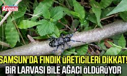 Samsun'da fındık alarmı! Ağaçları içten içe kurutuyor