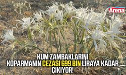 Kum zambaklarını koparmanın cezası 699 bin liraya kadar çıkıyor