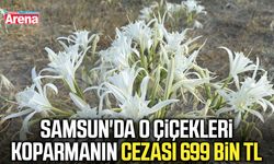 Samsun'da o çiçekleri koparmanın cezası 699 bin TL