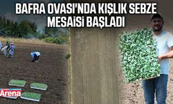 Bafra Ovası'nda kışlık sebze mesaisi başladı