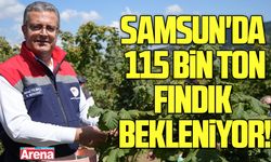 Samsun'da 115 bin ton fındık bekleniyor
