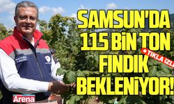 Samsun'da 115 bin ton fındık bekleniyor