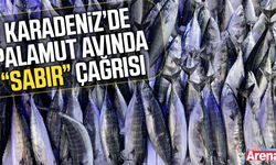 Karadeniz’de palamut avında sabır çağrısı