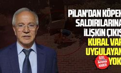 Veteriner Hekimleri Odası Başkanı Pilan'dan köpek saldırıları için sert çıkış: Kural var uygulayan yok!