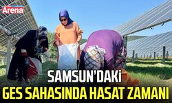 Samsun’da GES sahasında hasat zamanı