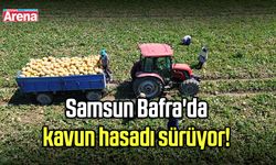 Samsun Bafra'da kavun hasadı sürüyor