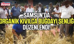 Samsun Yakakent'te organik Kavılca buğdayı hasat şenliği