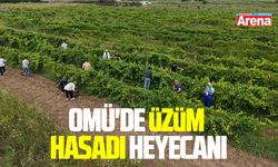 OMÜ'de üzüm hasadı başlıyor