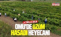 OMÜ'de üzüm hasadı başlıyor