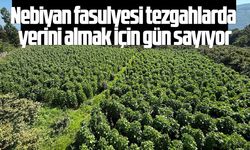 Nebiyan fasulyesi tezgahlarda yerini almak için gün sayıyor