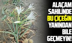 Alaçam sahilinde kum zambaklarını koparmaya ağır ceza