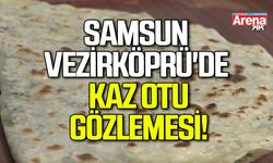 Vezirköprü'de kaz otu gözlemesi
