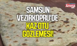 Vezirköprü'de kaz otu gözlemesi