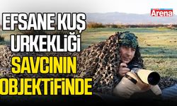 Efsane kuş urkekliği, savcının objektifinde