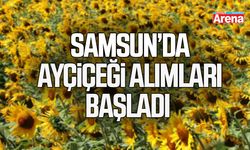 Samsun’da ayçiçeği alımları başladı: Hedef 35 bin ton
