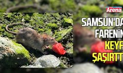 Samsun'da farenin keyfi görenleri şaşırttı