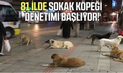 81 ilde sokak köpeği denetimi başlıyor